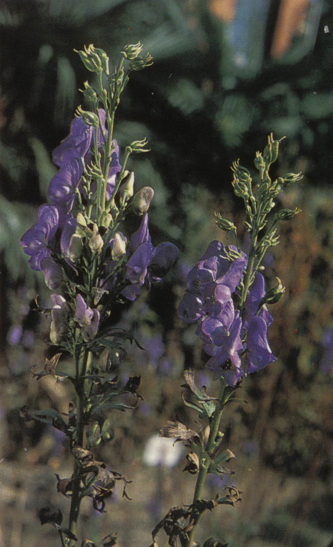 �����ʪ����