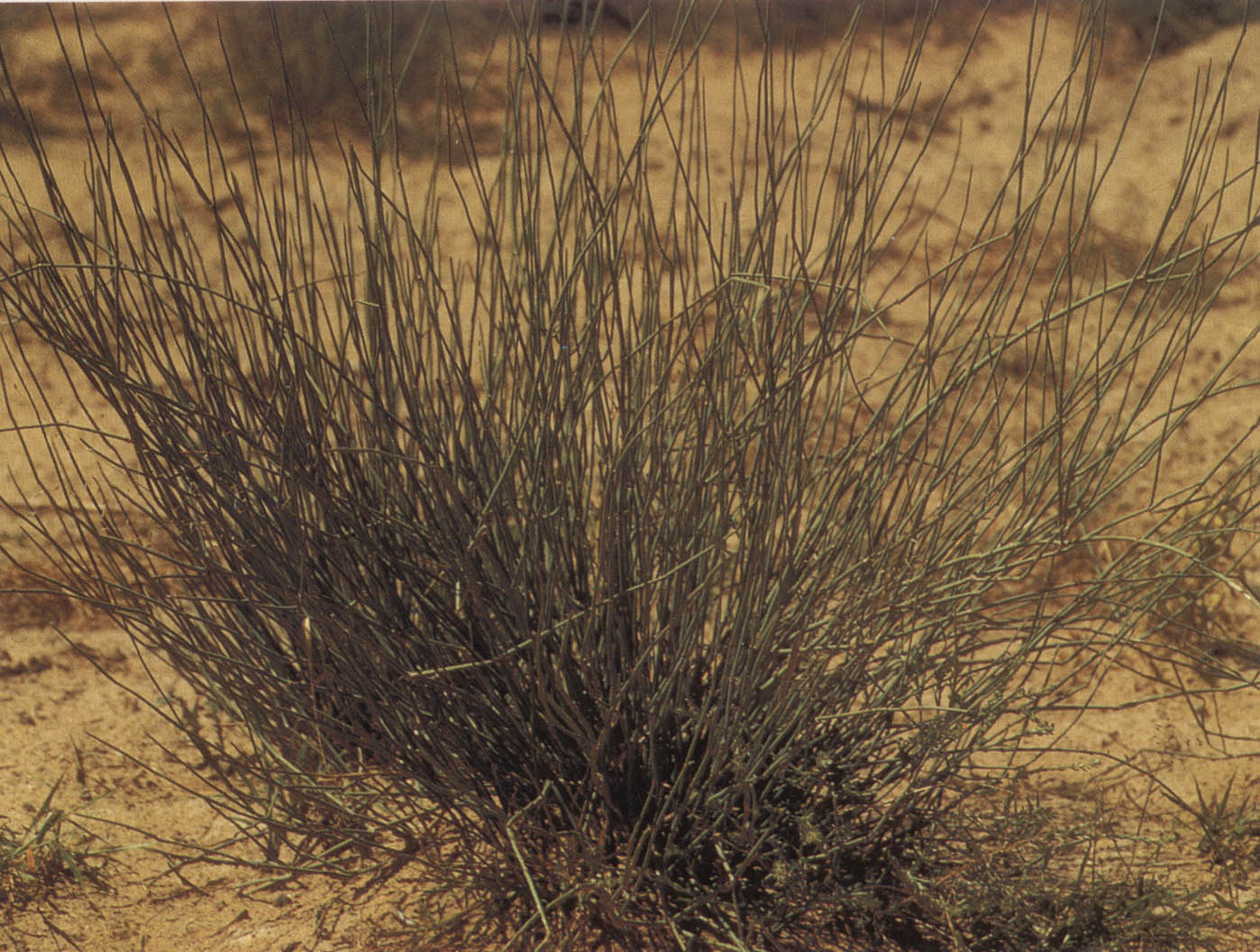 С�������ϼ�