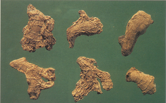 С�������ϼ�