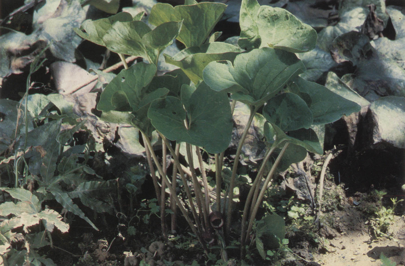 С�������ϼ�