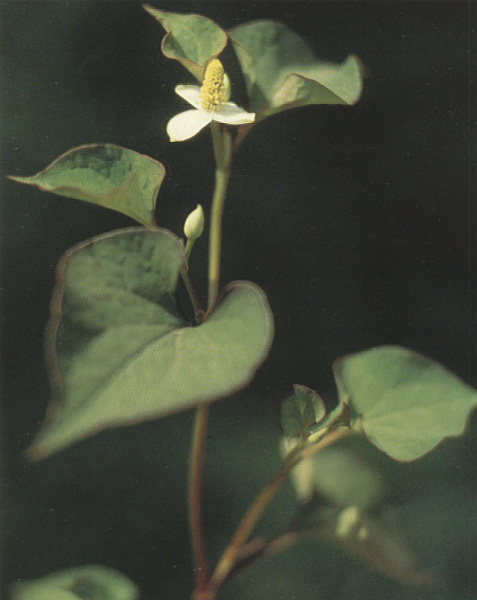 ���Ȳ�  y�� x��ng c��o