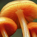 Ģ�����ʲ���