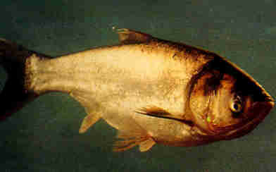 9�ֳ�����Ĳ�ͬ��������