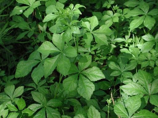 �������ߵ���ҩ(18)�����