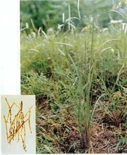 �������ߵ���ҩ(29)��é��