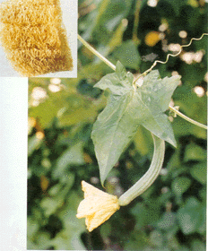 �������ߵ���ҩ(32)˿��