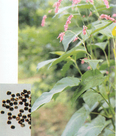 �������ߵ���ҩ(35) ˮ�컨��