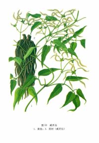 �������ߵ���ҩ(39)������