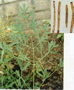 �������ߵ���ҩ(48)����