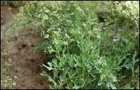 �������ߵ���ҩ(48)����