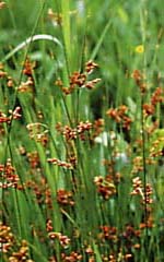 �������ߵ���ҩ(74)���Ĳ�