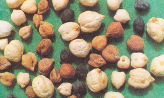 ����Ķ�������-ӥ�춹