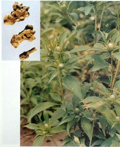 �����ߵ���ҩ(91)�� ��