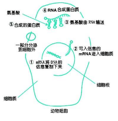 �Ŵ�����Ӫ��ѧ