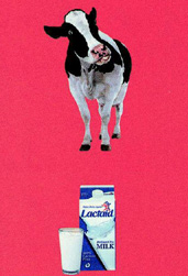 ŷ������