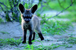 Ƥ�ݣ�ʱ�еġ�����԰��