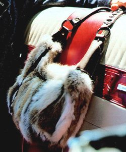 Ƥ�ݣ�ʱ�еġ�����԰��