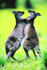 Ƥ�ݣ�ʱ�еġ�����԰��