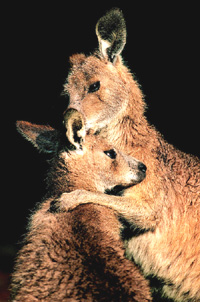 Ƥ�ݣ�ʱ�еġ�����԰��