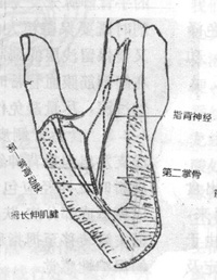 ʳָ����Ĥ�ٵ�״Ƥ����ٴ�Ӧ��