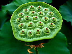 ��ʳ�������ž�