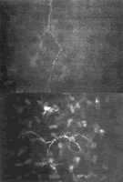 ������΢������ʾ2�������߽�Ĥ�񾭲���