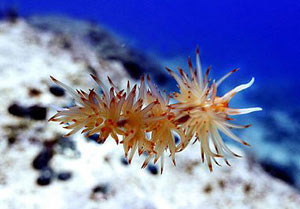 ��Щ�����ʡ����ܳ�