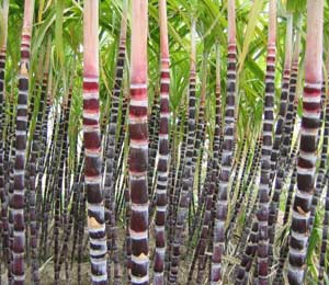 ������5��ʳ�������ж� 