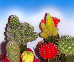 �������ܷ����Է���δ��֤ʵ