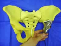 ���������ƺ�ؽ��ؽ������˶���