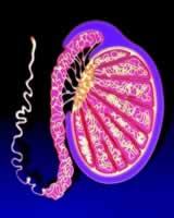 ��ϸ������Դ:غ��