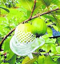 ���������׵�10��ʳ��