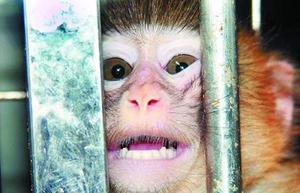 科学家给猴戴眼镜找近视基因