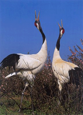 ����й��Ŵ��ϳ��ݵȾŴ�ҩ