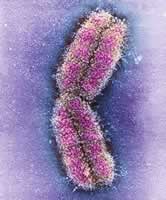 ����1��Ⱦɫ�����������