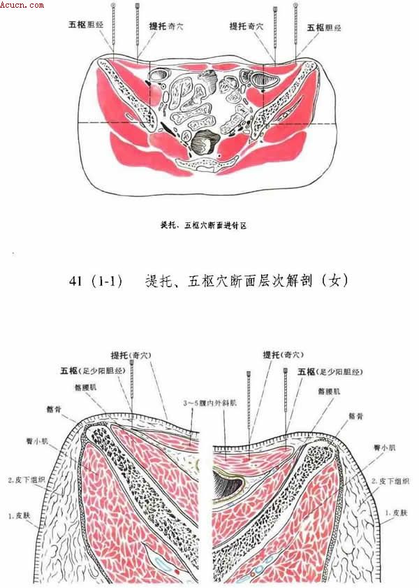 ���С�����Ѩ�����ν���ͼ��
