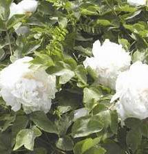 ĵ���Ĵ�˵��ƴ