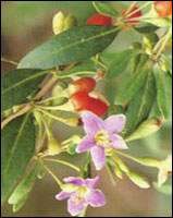 ��ҩ����Ǳ��������� 