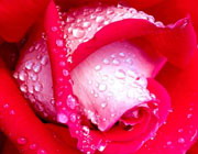 ��Ȥ��Ѭ  ֲ���Ʋ�