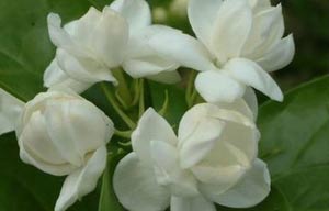 ��һ������Ҳ��ҩ��