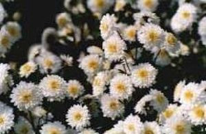 ���磺��ԡ�������巼������ͼ��