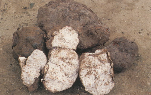 ����ͼƬ��