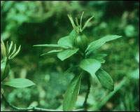 ����(���ȣ�к����Ѫ)