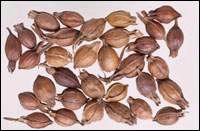 ����(���ȣ�к����Ѫ)