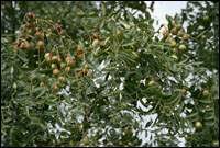 ����(��Ƣ��θ���������򣬵�Ӫ������ҩ��)