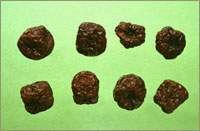 ����(��Ƣ��θ���������򣬵�Ӫ������ҩ��)