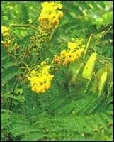 ����������Ѫ��ʼ 