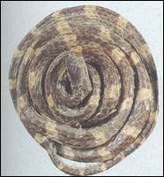 �׻��ߣ����ʪ��͸��ǣ���������