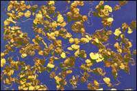 ��Ƽ(���������)