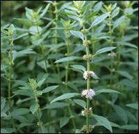 ���ɣ��ⶾɢ�ȣ�